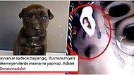 3 Aylık Köpeği 'Kendisini Rahatsız Ettiği İçin' Yere Vurarak Öldüren Caniye Tepkiler Çığ Gibi Büyüyor: #DoraİçinAdalet