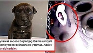 3 Aylık Köpeği 'Kendisini Rahatsız Ettiği İçin' Yere Vurarak Öldüren Caniye Tepkiler Çığ Gibi Büyüyor: #DoraİçinAdalet