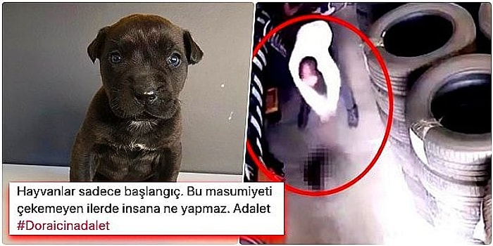 3 Aylık Köpeği 'Kendisini Rahatsız Ettiği İçin' Yere Vurarak Öldüren Caniye Tepkiler Çığ Gibi Büyüyor: #DoraİçinAdalet