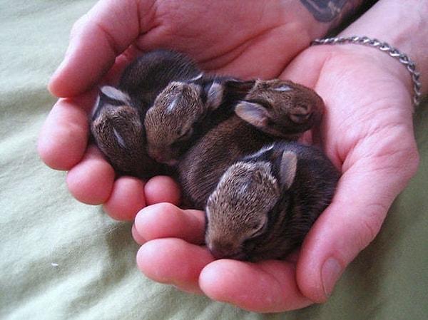 8. Bebek tavşanlar!