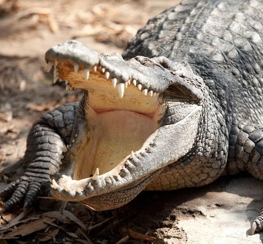 Самая сильная челюсть. Гребнистый крокодил. Морской гребнистый крокодил. Панцирь крокодила. Челюсть крокодила.