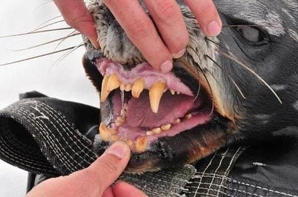 15. Pars fokunun şu dişlerini görüyor musunuz?