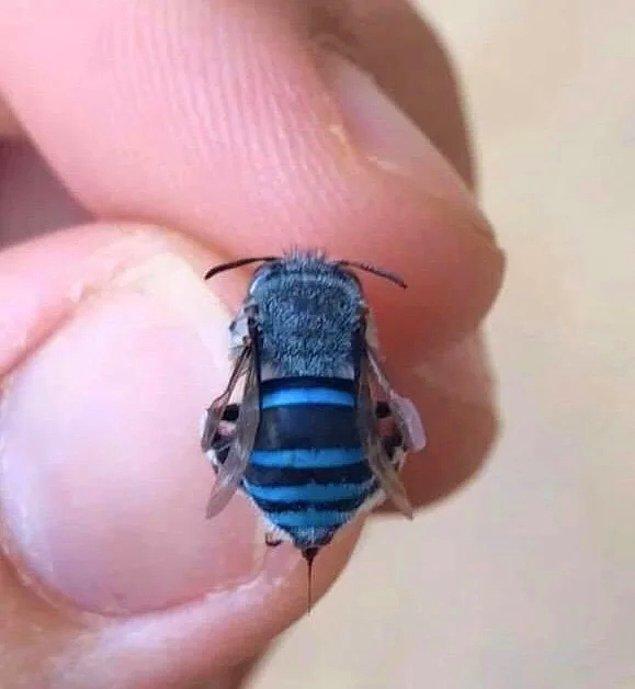 10. Mavi arı: