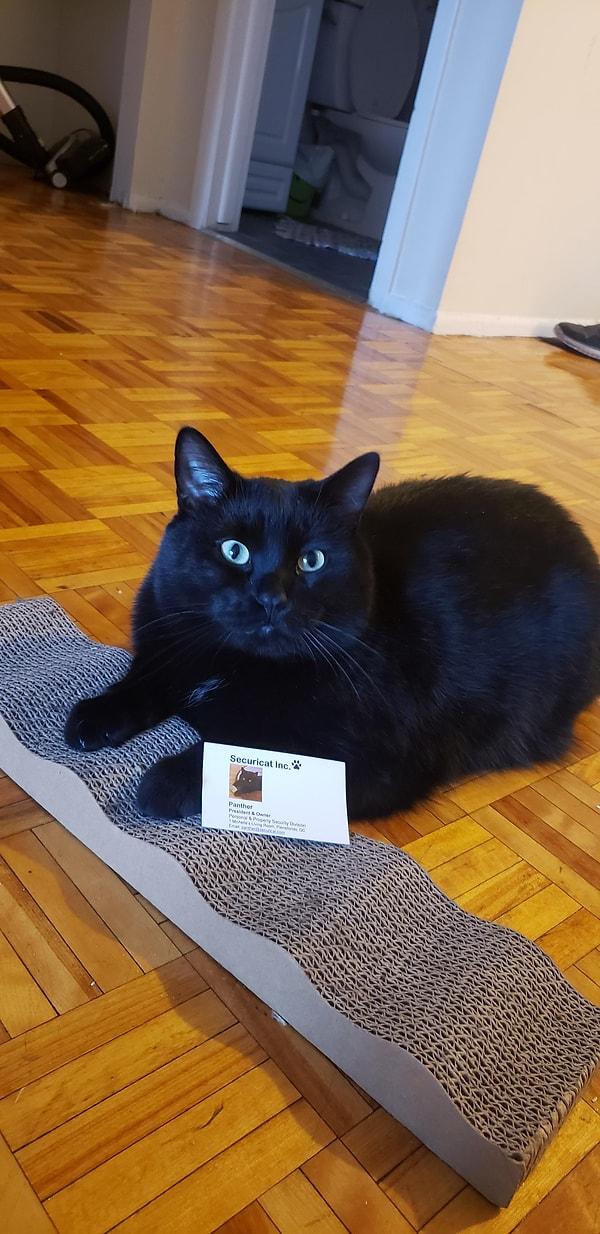 6. "Karantinanın bilmem kaçıncı günü. Erkek arkadaşım kedime iş kartı hazırladı."