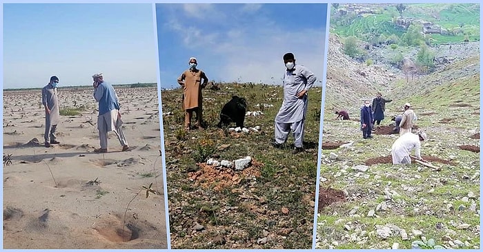 63 тысячи пакистанцев, оставшихся безработными из-за вспышки КОВИД-19, были наняты Правительством Пакистана для посадки 10 миллиардов деревьев