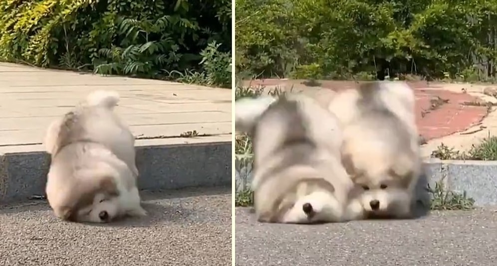 Kaldırımlardan İnme Konusunda Büyük Sıkıntı Yaşayan Alaska Malamutları