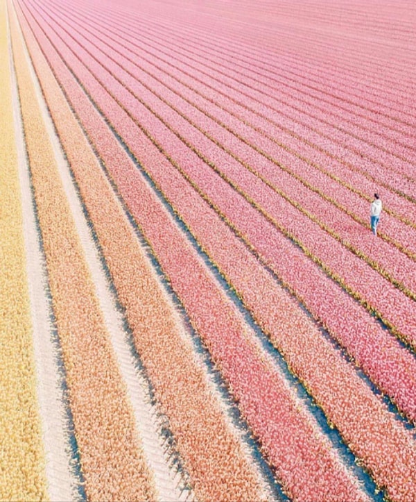 12. Hollanda'da bir lale tarlası.