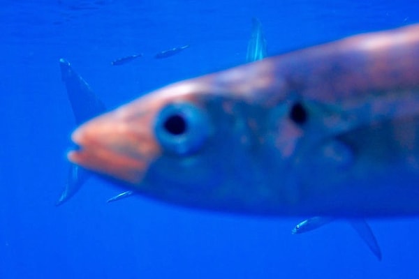 2. "Я потратил несколько тысяч долларов и несколько дней, чтобы сфотографировать большую белую акулу. Вот результат."