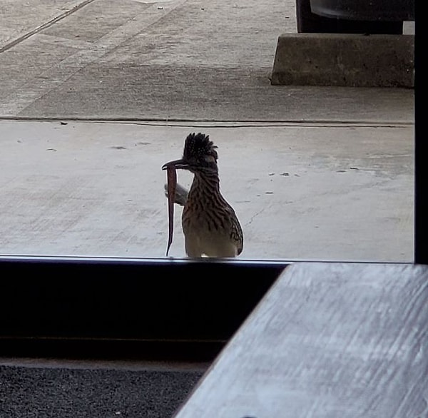 6. "Этот чувак приходит к нам каждый день и оставляет змей, ящериц и других тварей в этом роде."