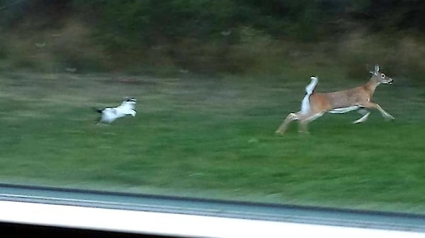 8. "Наша кошка начала преследовать олененка, приняв его за собаку"