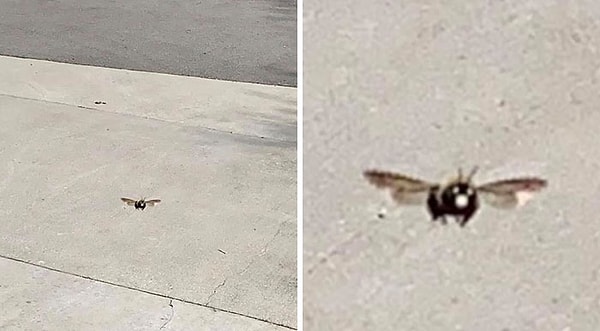 24. "Я сфотографировал пчелу, которая последовала меня."