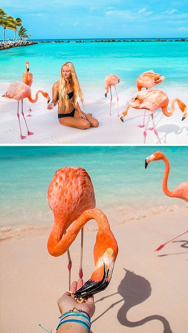 1. Flamingo Plajı, Aruba