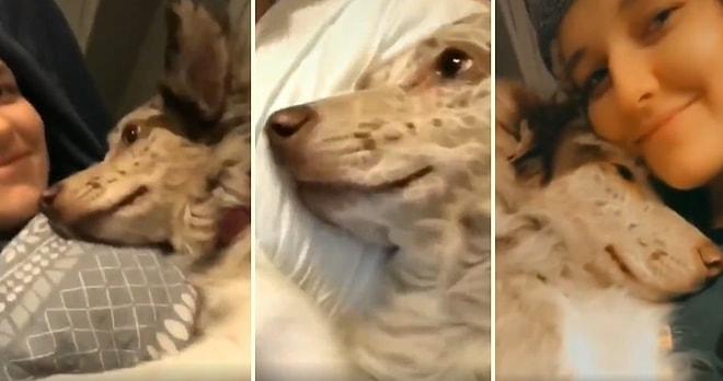 Uyumadan Önce İnsan Dostuna Sarılmayı İhmal Etmeyen Köpeğin Muhteşem Görüntüleri