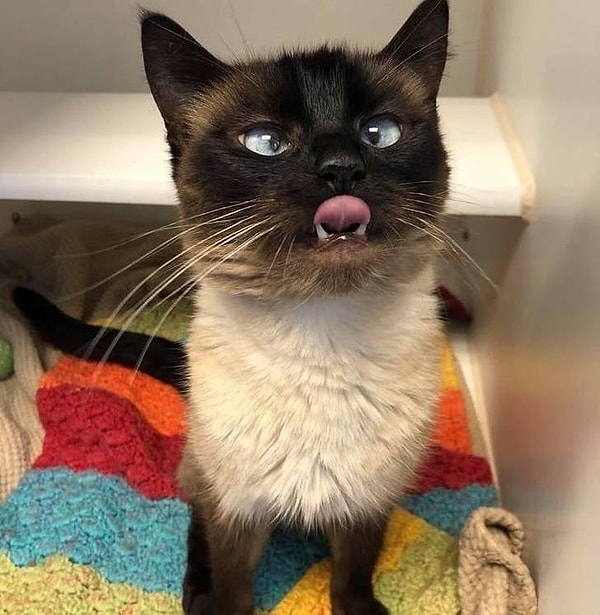 1. Кот, который позирует для фотографии на "усыновление"