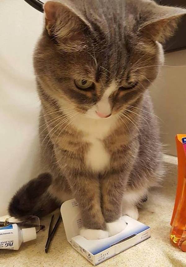 13. «Это маленькая коробочка, но я все равно могу сесть в нее»