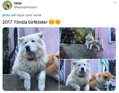 Yıllardır Aynı Duvar Üstünde Yoldan Geçenleri İzleyen İstanbul Kuzguncuk'un Maskotu Köpek Rocky'nin Hikayesi