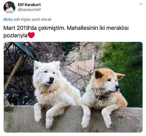 Yıllardır Aynı Duvar Üstünde Yoldan Geçenleri İzleyen İstanbul Kuzguncuk'un Maskotu Köpek Rocky'nin Hikayesi