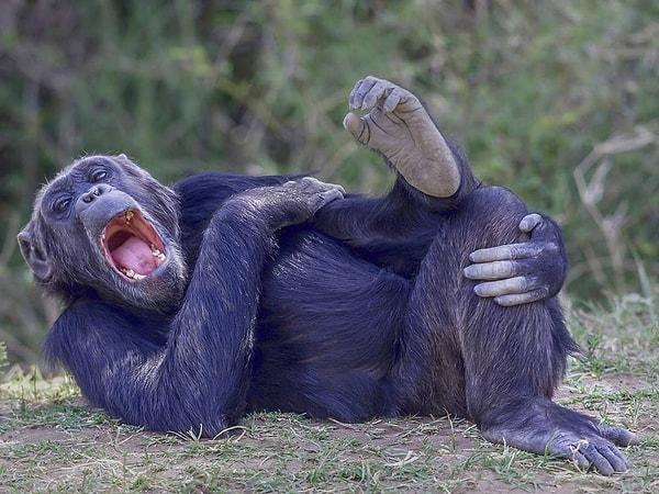 11. 'Kenya'da arkadaşıyla sohbet eden şempanze'