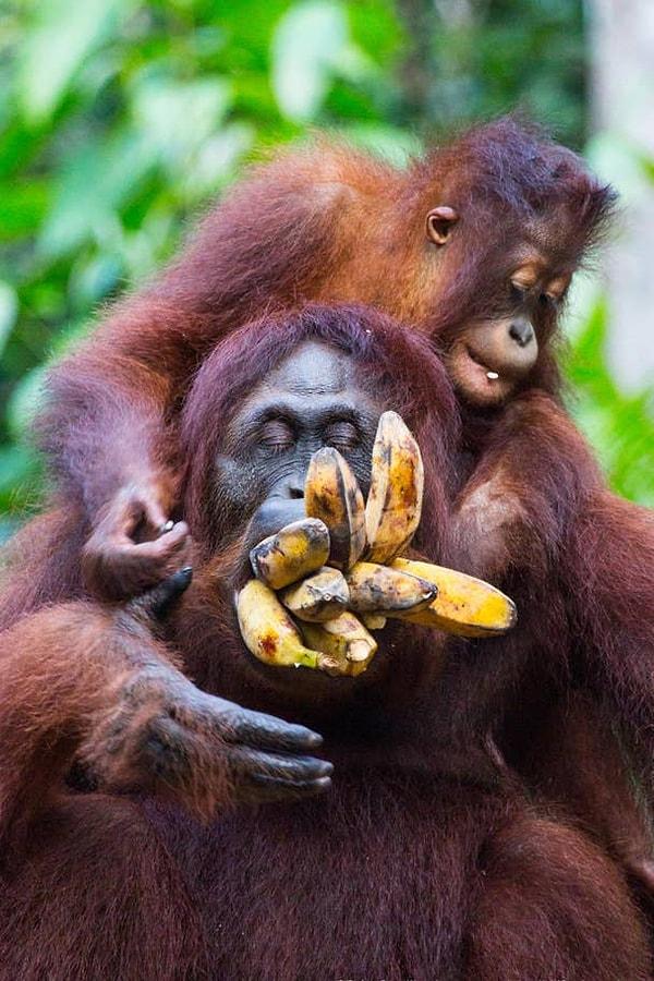 12. 'Endonezya'daki Tanjung Putin Milli Parkı'nda annesiyle güzel anlar geçiren bebek bir orangutan'