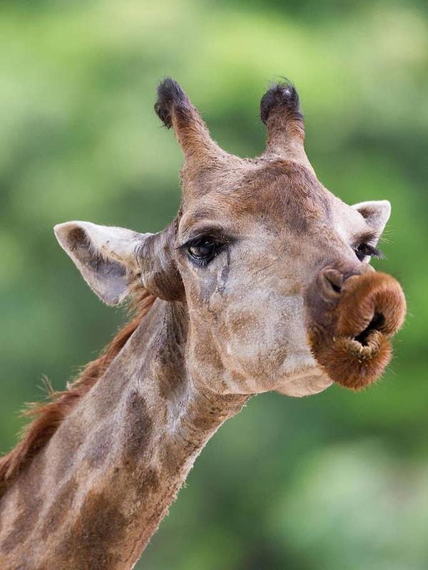 16. "Öpücük gönderen bir zürafa'