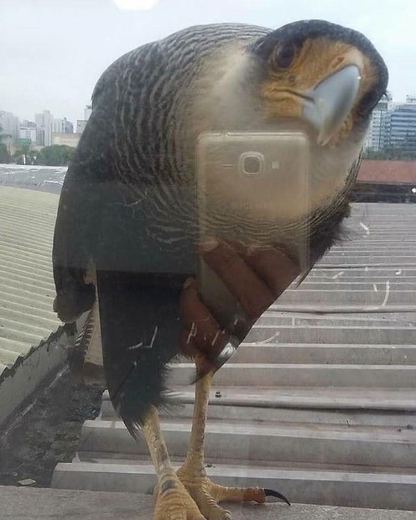 9. Kuş kendine selfie yapmak istemiş.