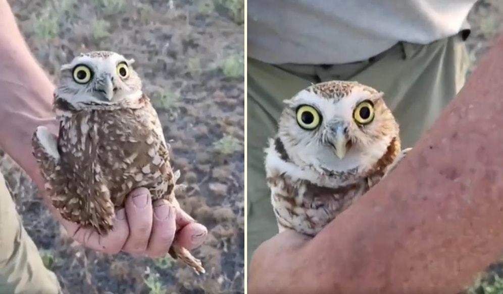 Göz Temasını Bozmadan 270 Derece Vücudunu Döndüren Baykuşun İnanılmaz Stabilizasyon Anları