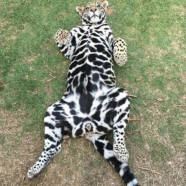 17. Jaguarın sırtındaki beneklerle karnındaki benekler tamamen farklı.