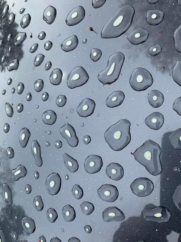 20. "Arabamdaki su damlaları polenleri toplamış."
