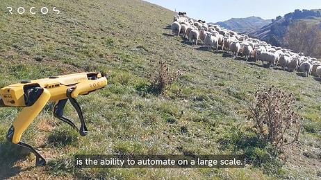 Boston Dynamics'in Robot Köpeği Spot, Bu Defa Çoban Köpekliği Yaptı