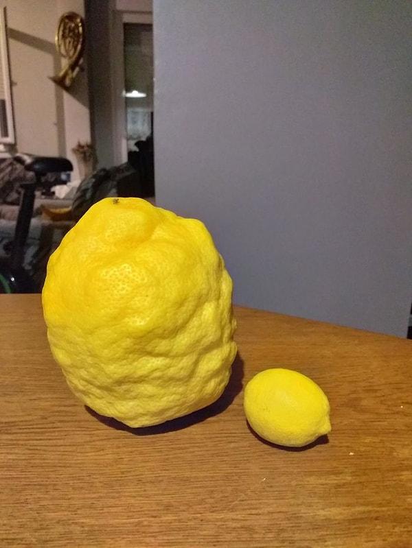 16. Şu iki limonun arasındaki büyük farkı görüyor musunuz?