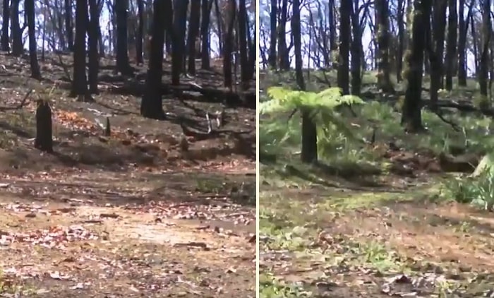 Geçtiğimiz Yıl Meydana Gelen Devasa Yangınlar Nedeniyle Perişan Olan Avustralya Ormanlarının Time Lapse Olarak Yeniden Canlandığı Anlar