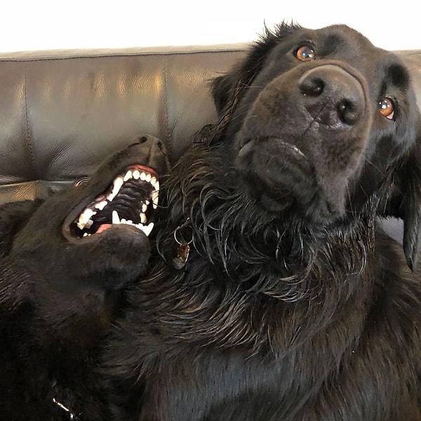 21. Чувак только что получил сестру. Познакомьтесь с Бу (слева)