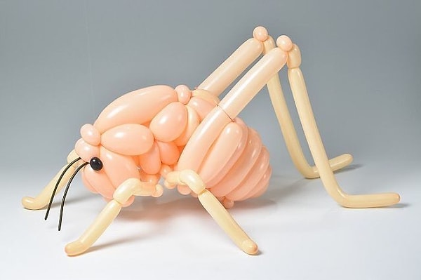 28. Пещерный кузнечик