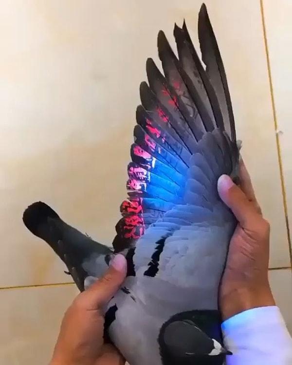 4. UV ışınları tutulan güvercin kanatları: