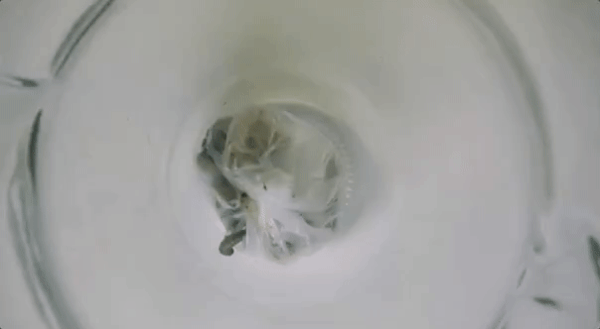 Plastik etkinizi azaltmak istiyorsanız, balmumu solucanlarını evcil hayvanınız olarak almayı düşünebilirsiniz.