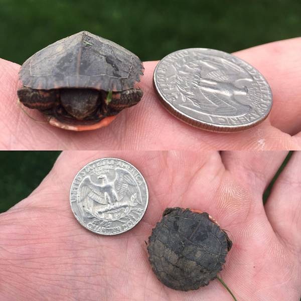 10. Черепаха размером с монету.