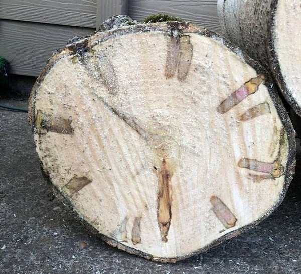 9. Пень, который еще и настенные часы