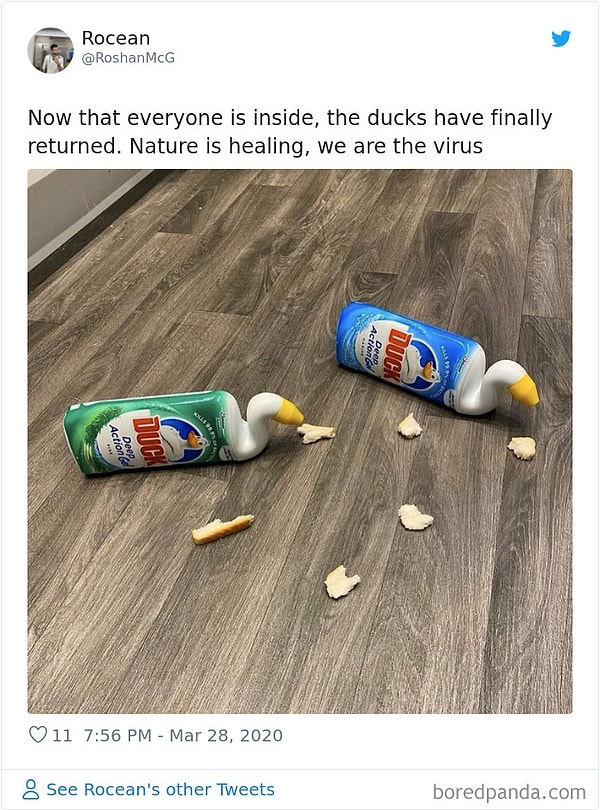 6. Пока мы все сидим на самоизоляции, утки наконец-то возвращаются в свою среду обитания