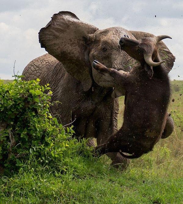 2. Bir bufalo ile bir filin çarpışmasında hangisi ayakta kalır?