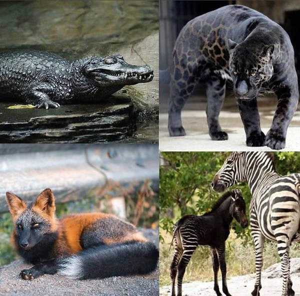 1. Вы когда-нибудь слышали о животных-альбиносах? Животные-меланисты - это их противоположность