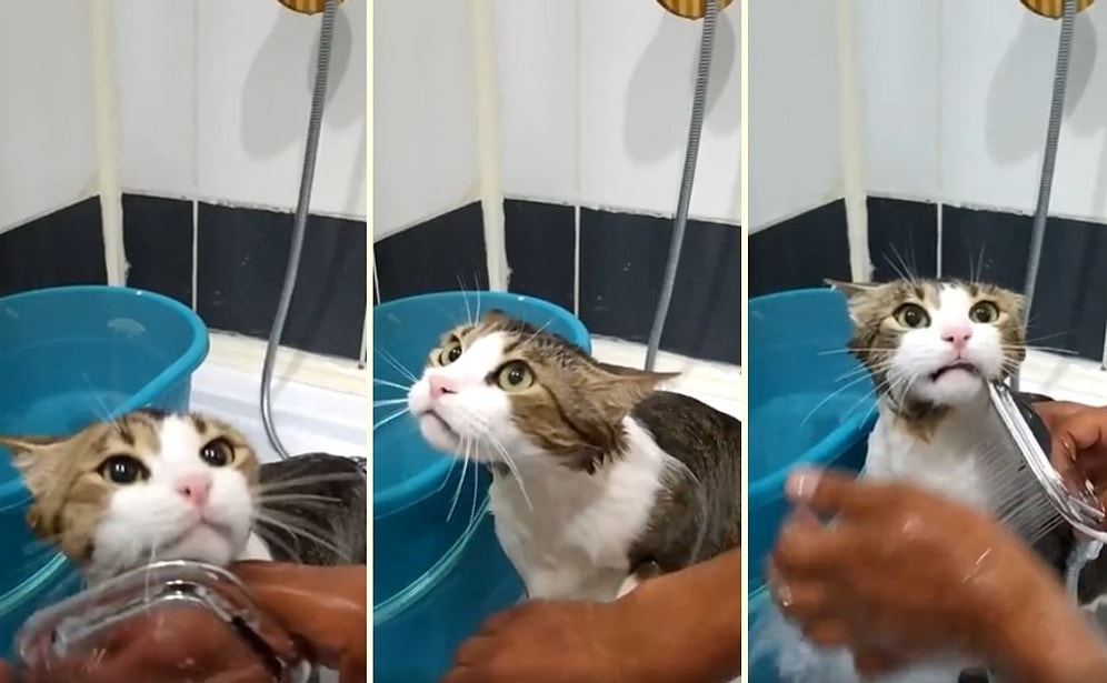 Kedi Dostunu Yıkayan Adamın Kaydettiği Görüntüleri İzlerken Pamuk Gibi Olacaksınız