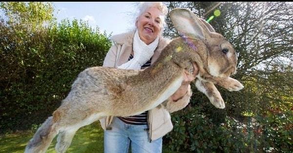 7. Karşınızda dünyanın en büyük tavşanı! 🤓