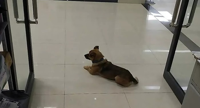 Верный пес месяцами ждал рядом с больницей  своего хозяина, который умер от коронавируса