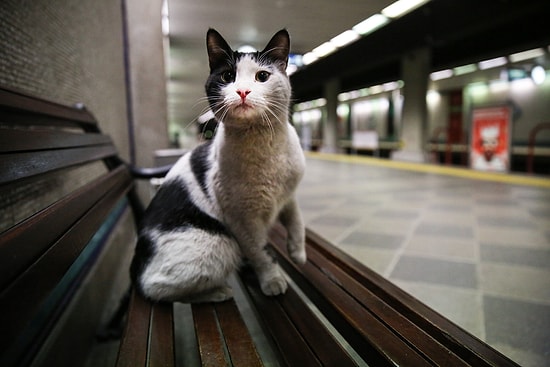 15 İli Kapsayan Sokağa Çıkma Yasağı Bu Hafta Sonu da Uygulanacak
