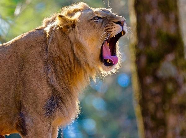 20. Bir aslanın kükremesini 8 kilometre uzaktan duyabilirsiniz.