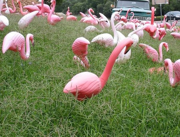 21. Dünyada gerçek flamingolardan daha fazla plastik flamingo vardır.