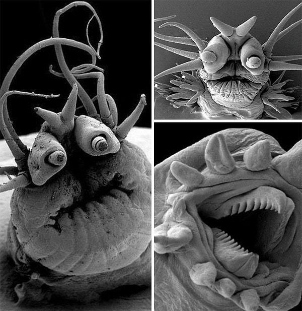 18. "Elektron mikroskobu altında görüntülenen deniz solucanları"