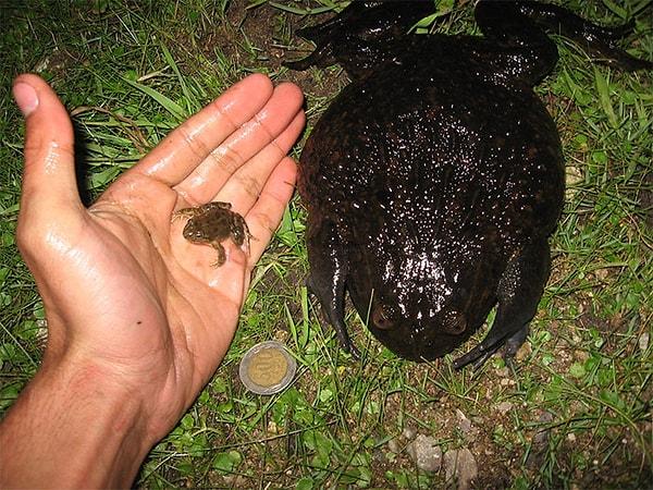 16. Neredeyse 3 kg ağırlığında olan ayrıca dünyanın en büyük ve en ağır kurbağalarından biri:
