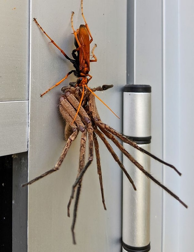 19. "Eve geldim ve bu tarantulayı gördüm."