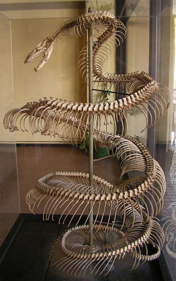 21. Neredeyse 9 metre uzuluğundaki anakonda yılanının iskeleti: